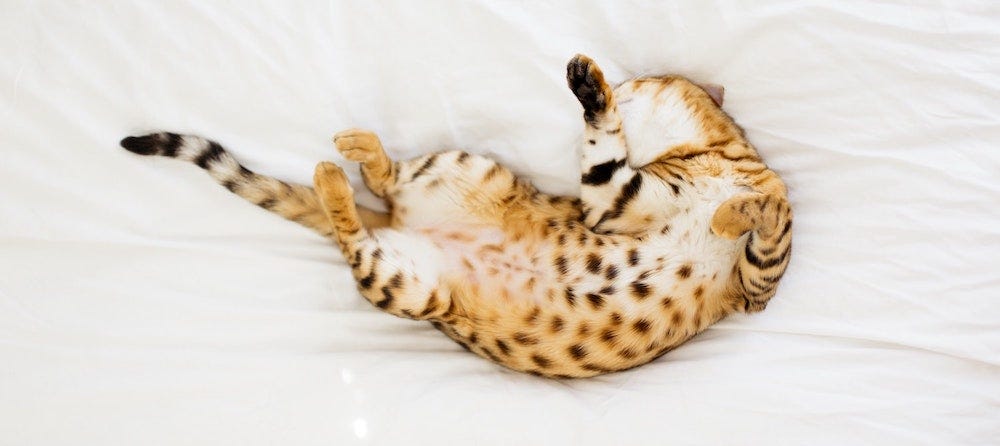 Bengal cat lying belly up
