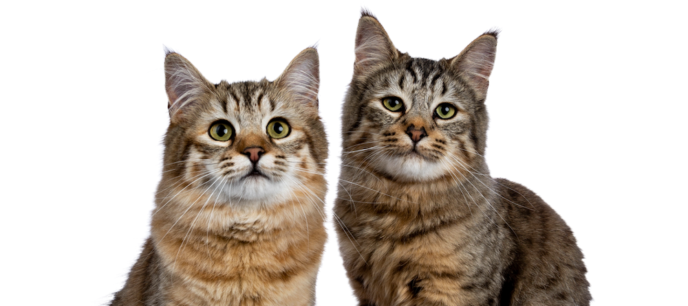 Tabby Cat: Breed Profile, Characteristics & Care