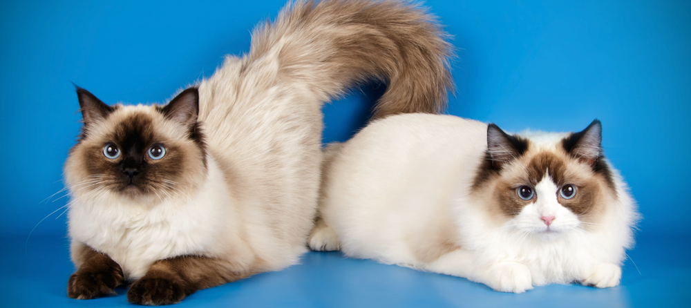Ragdoll Cat Size: How Big Can They Get? Adult Size & Weight