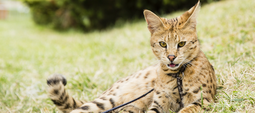 Savannah Cats: Facts, Details, and Breed Guide | Litter-Robot