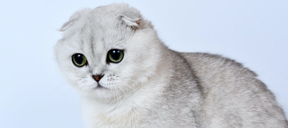 white Scottish Fold cat