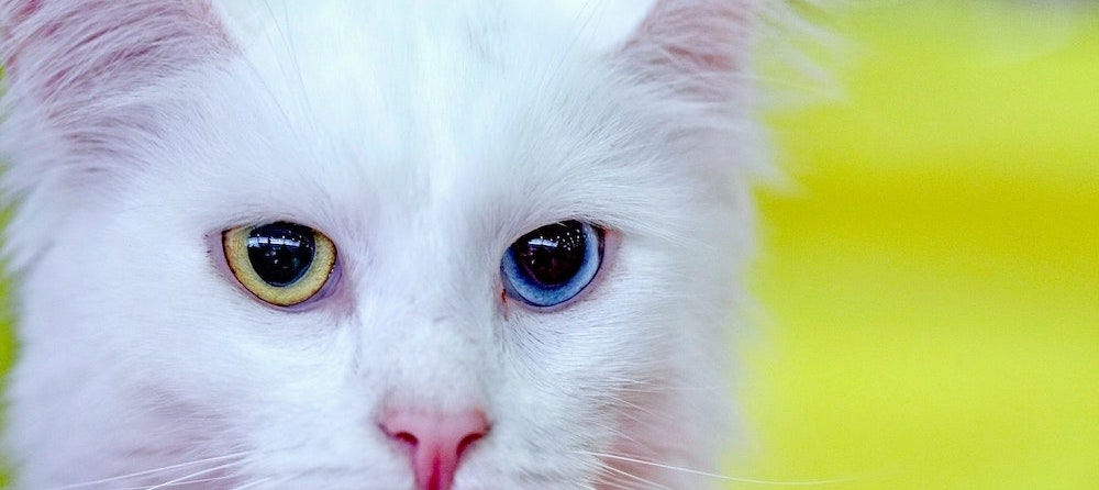 white Turkish Angora cat with one yellow eye, one blue eye