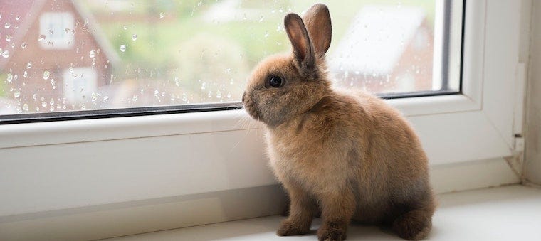 tan bunny rabbit staring out window