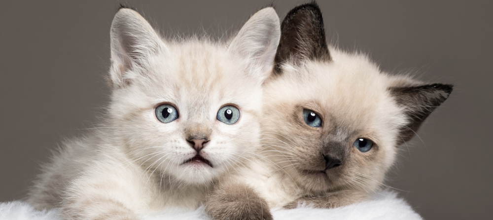 two Siamese kittens