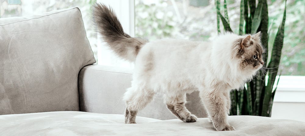 Do Hypoallergenic Cat Breeds Exist? Best Cat Breeds for Allergy Sufferers