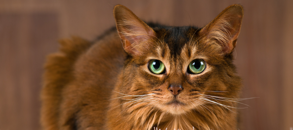 Somali cat with green eyes