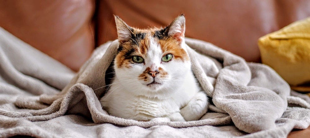 calico cat sitting under blanket