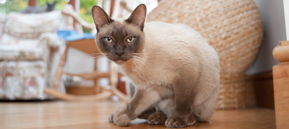 pointed Tonkinese cat crouching