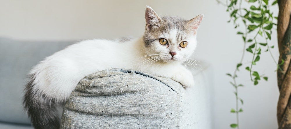 White Munchkin cat lying on couch arm