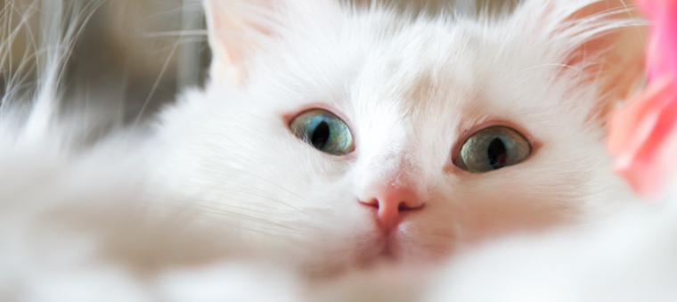 white Turkish Angora cat with blue eyes