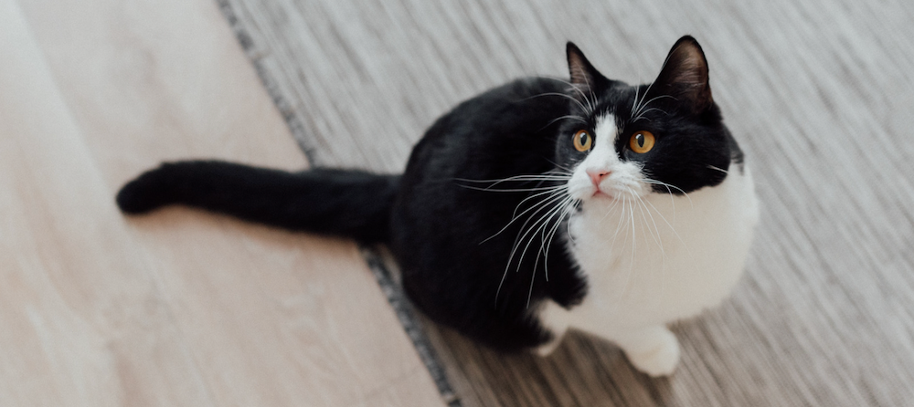 tuxedo cat sitting on floor looking up