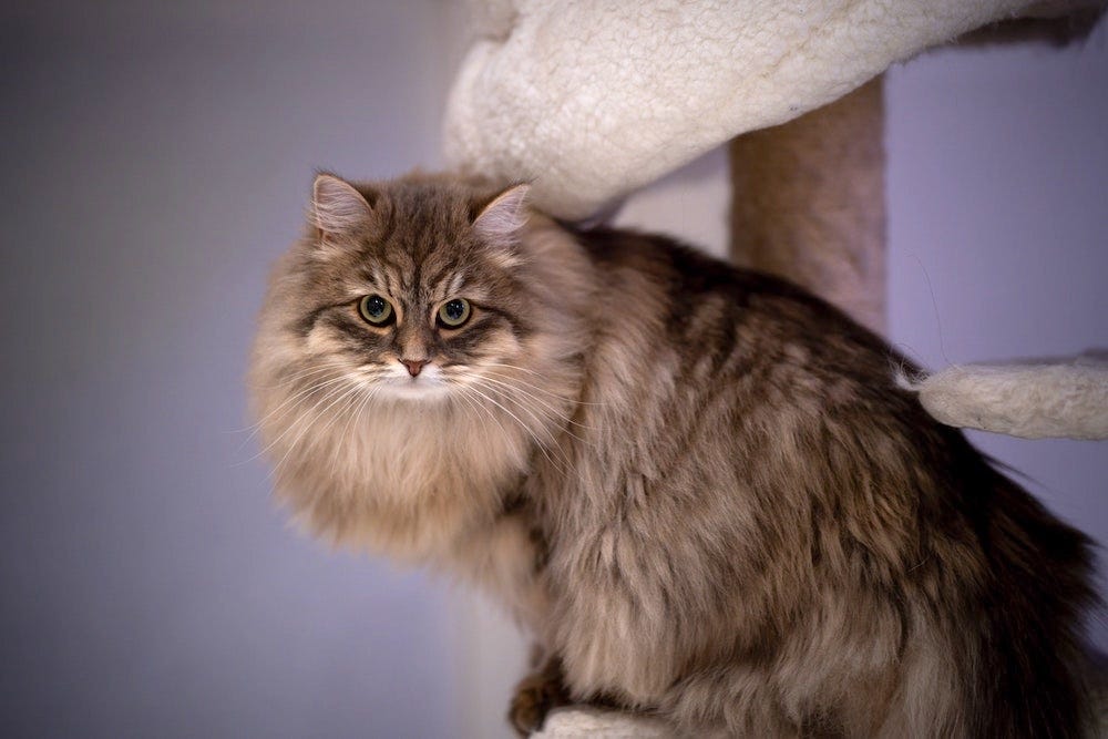 All The Coat Colors Patterns Of Siberian Cats all-the-coat-colors-patterns-of-siberian-cats