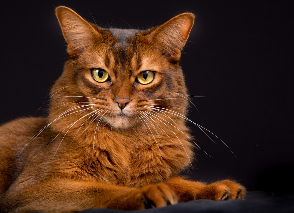 Somali Cat Breed Profile LitterRobot