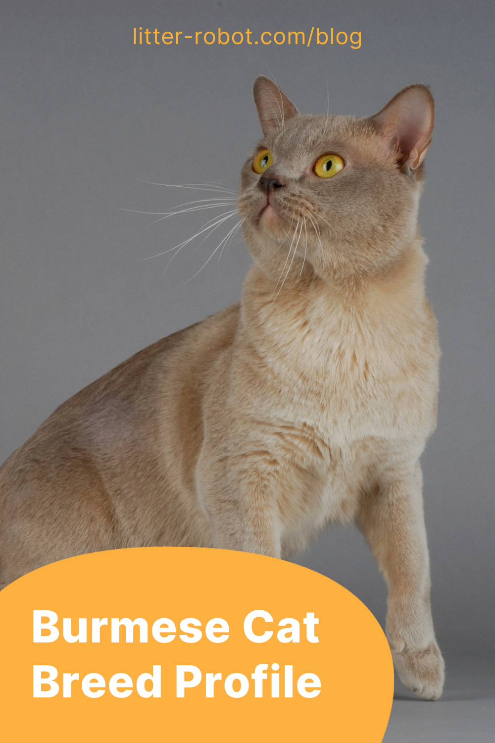 Burmese cat breed profile pinterest pin