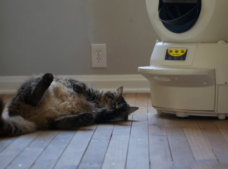 Litter-Robot II playful cat laying down