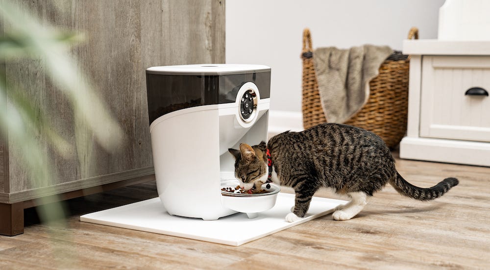 Why Does My Cat Eat So Much? LitterRobot