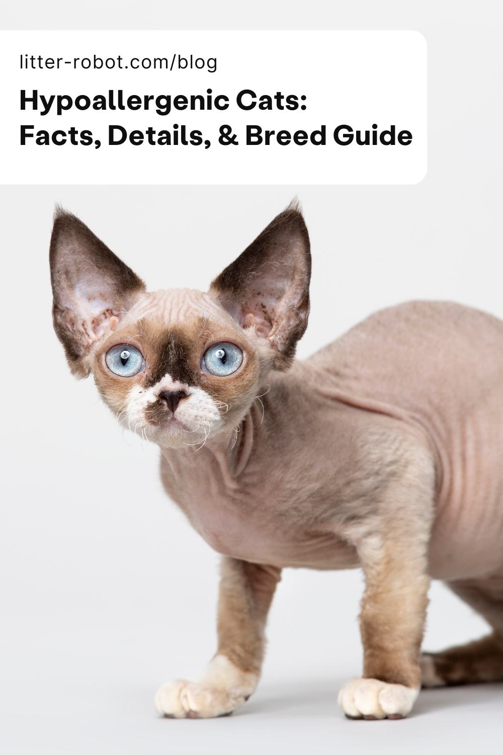 Do Hypoallergenic Cat Breeds Exist? Best Cat Breeds for Allergy Sufferers