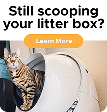 Still Scooping Your Litterbox? Learn More