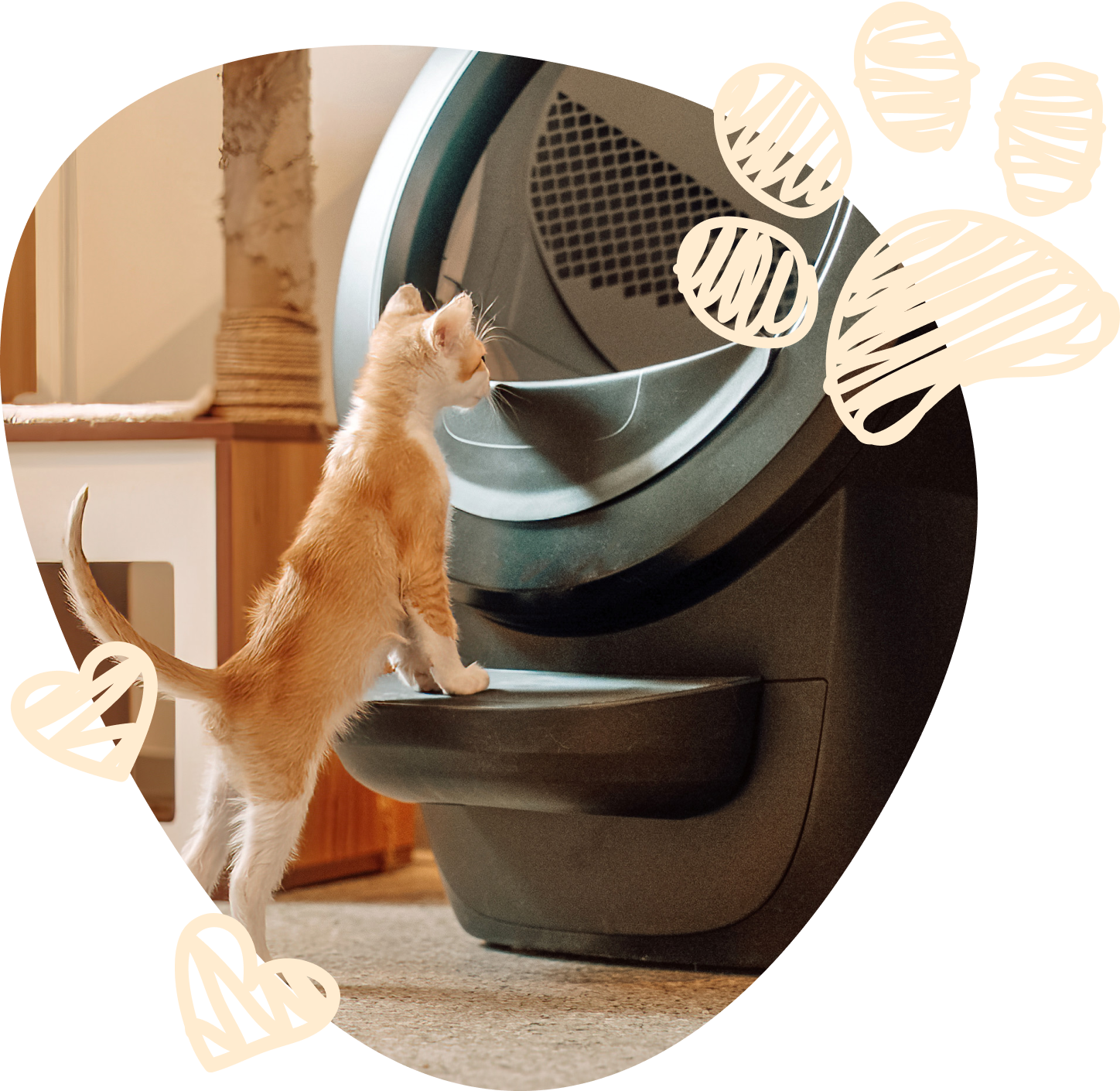 An image of a small orange kitten using their two front paws to look into a black Litter-Robot.