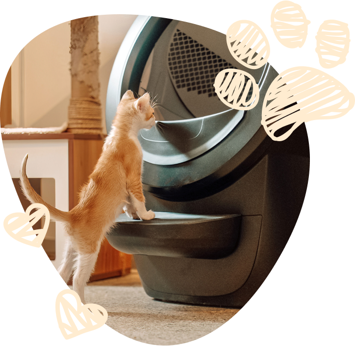 An image of a small orange kitten using their two front paws to look into a black Litter-Robot.