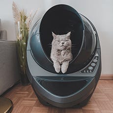 Cat in grey Litter-Robot
