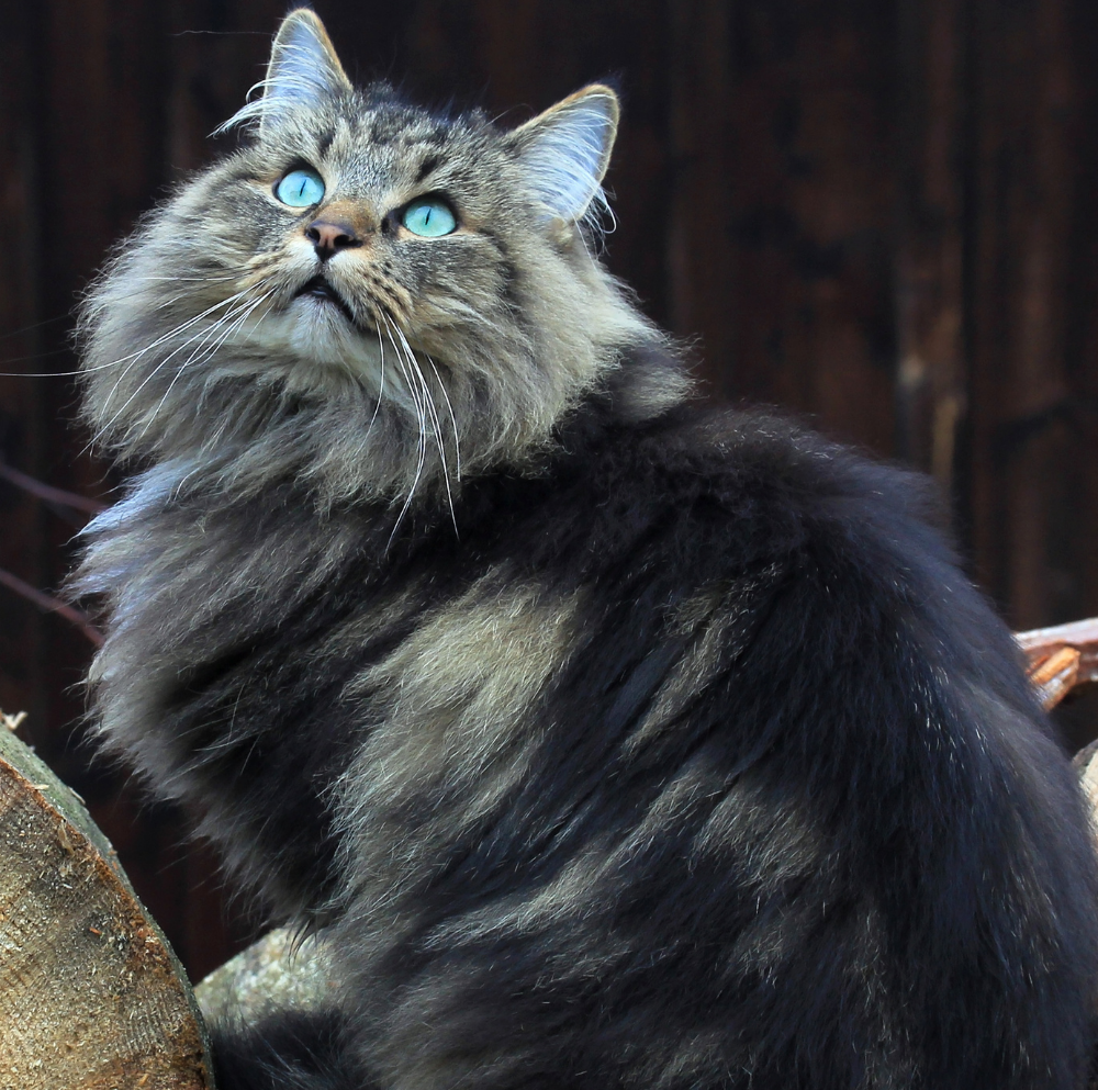 17 Cute Long-Haired Cat Breeds