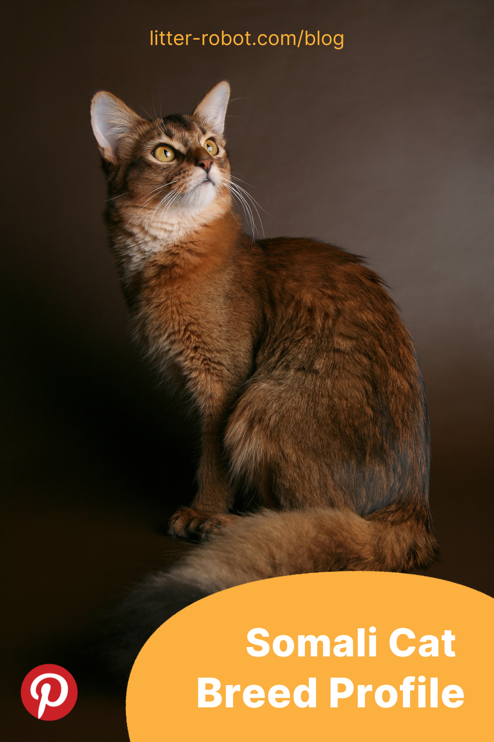 Somali cat breed profile pinterest pin