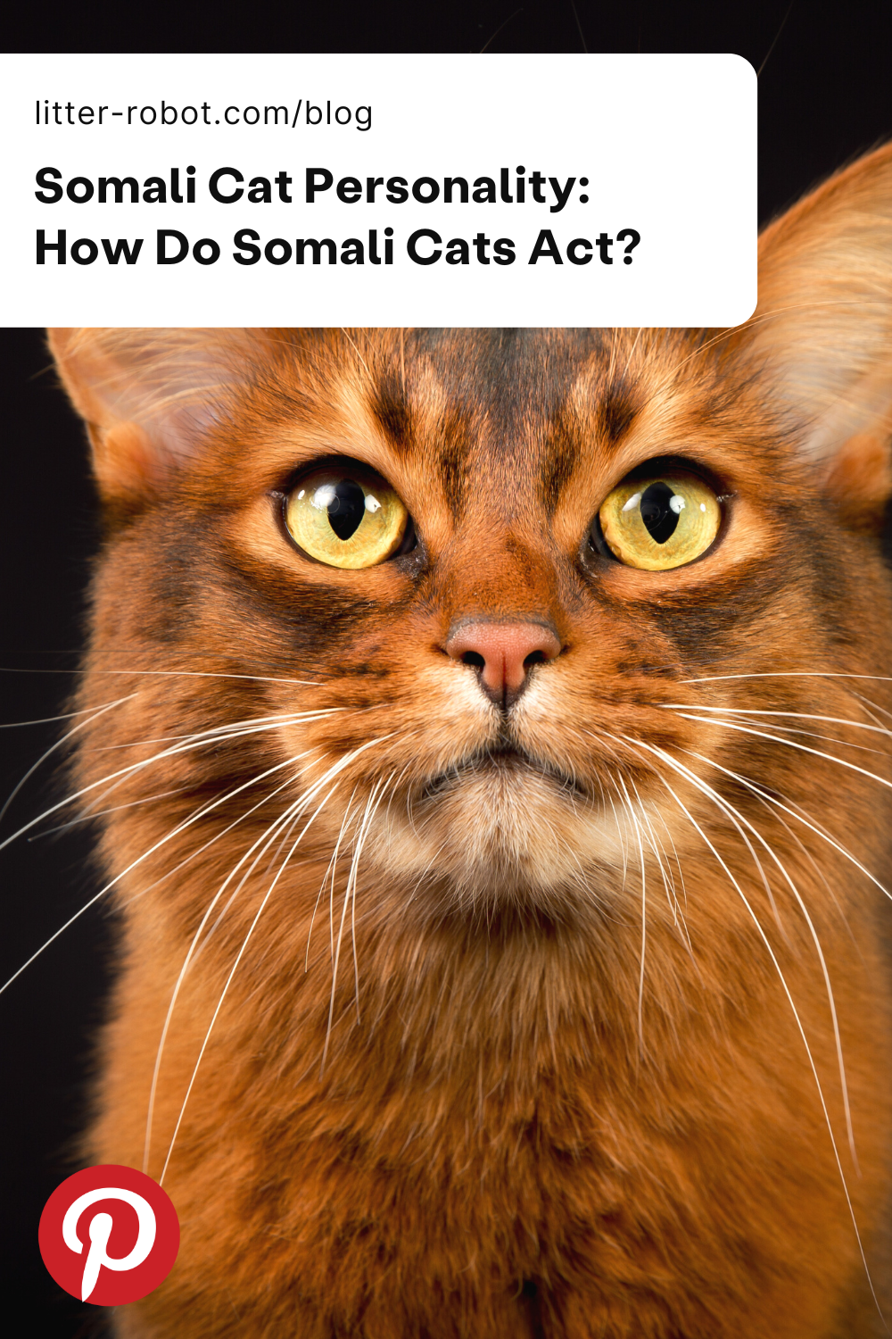 Somali cat personality pinterest pin