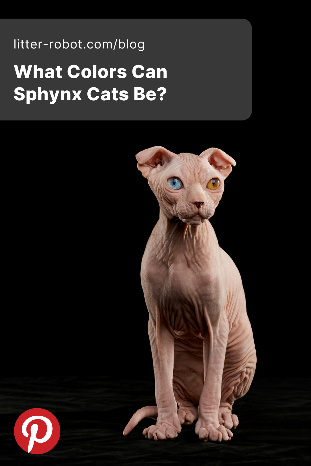 Sphynx cat colors pinterest pin