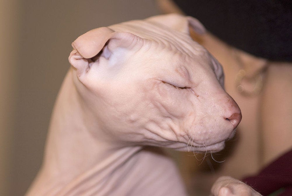 Hairless Cats: 8 Bald & Beautiful Breeds | Litter-Robot