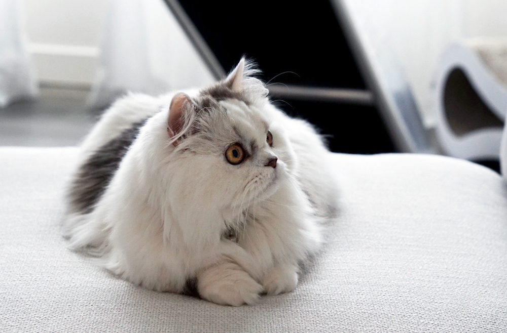 8 Small Cat Breeds That Stay Little