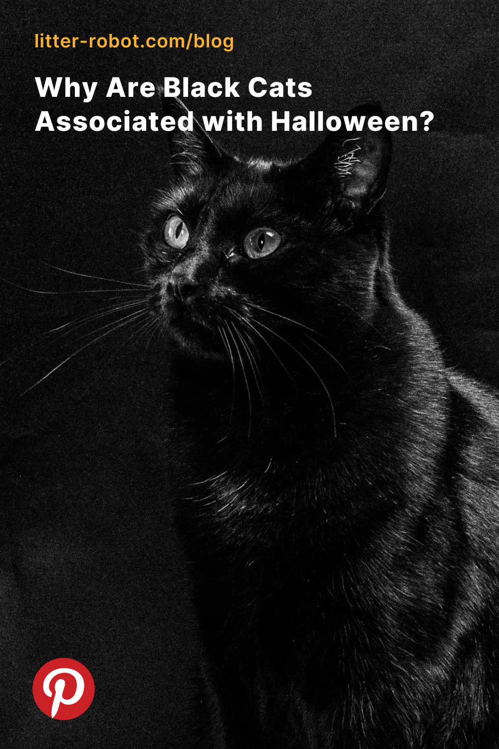 Why are black cats associated with halloween? pinterest pin