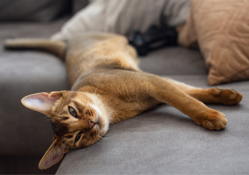 Abyssinian exotic cat breed