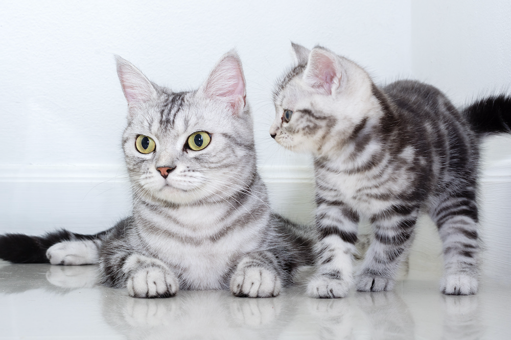 classic silver tabby American Shorthair cat and kitten