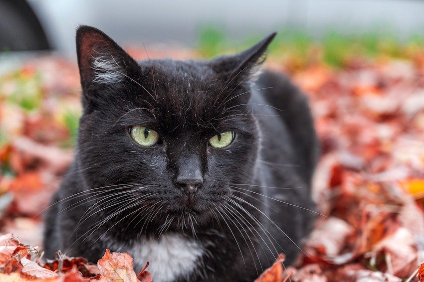 black cat with white spot sitting in autumn leaves