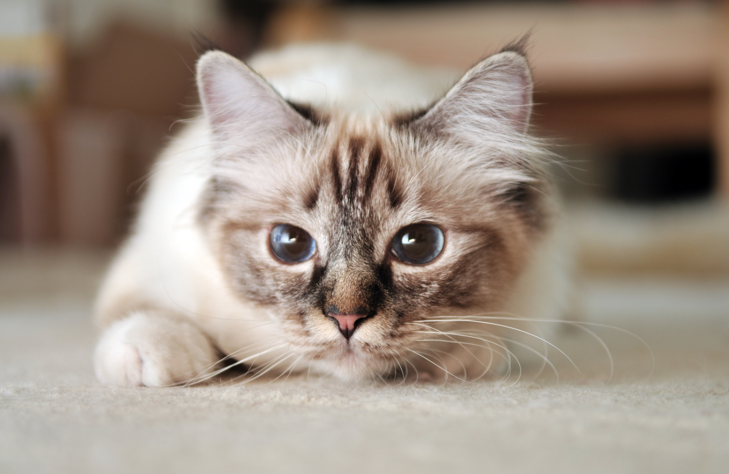 The most affectionate cat breeds - Webbox