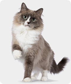 The Characteristics Of Various Cat Breeds - Escalon Times