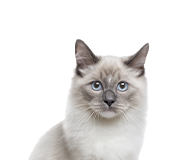 The Characteristics Of Various Cat Breeds - Escalon Times