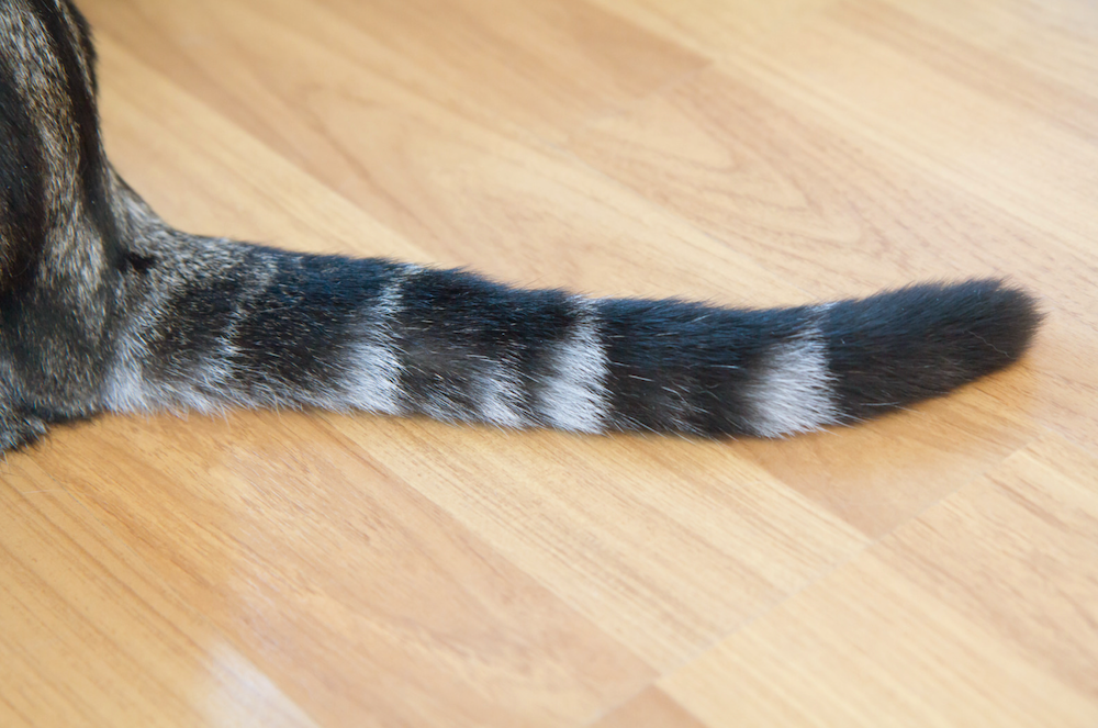 Broken Cat Tail & Other Tail Injuries Signs & Treatment