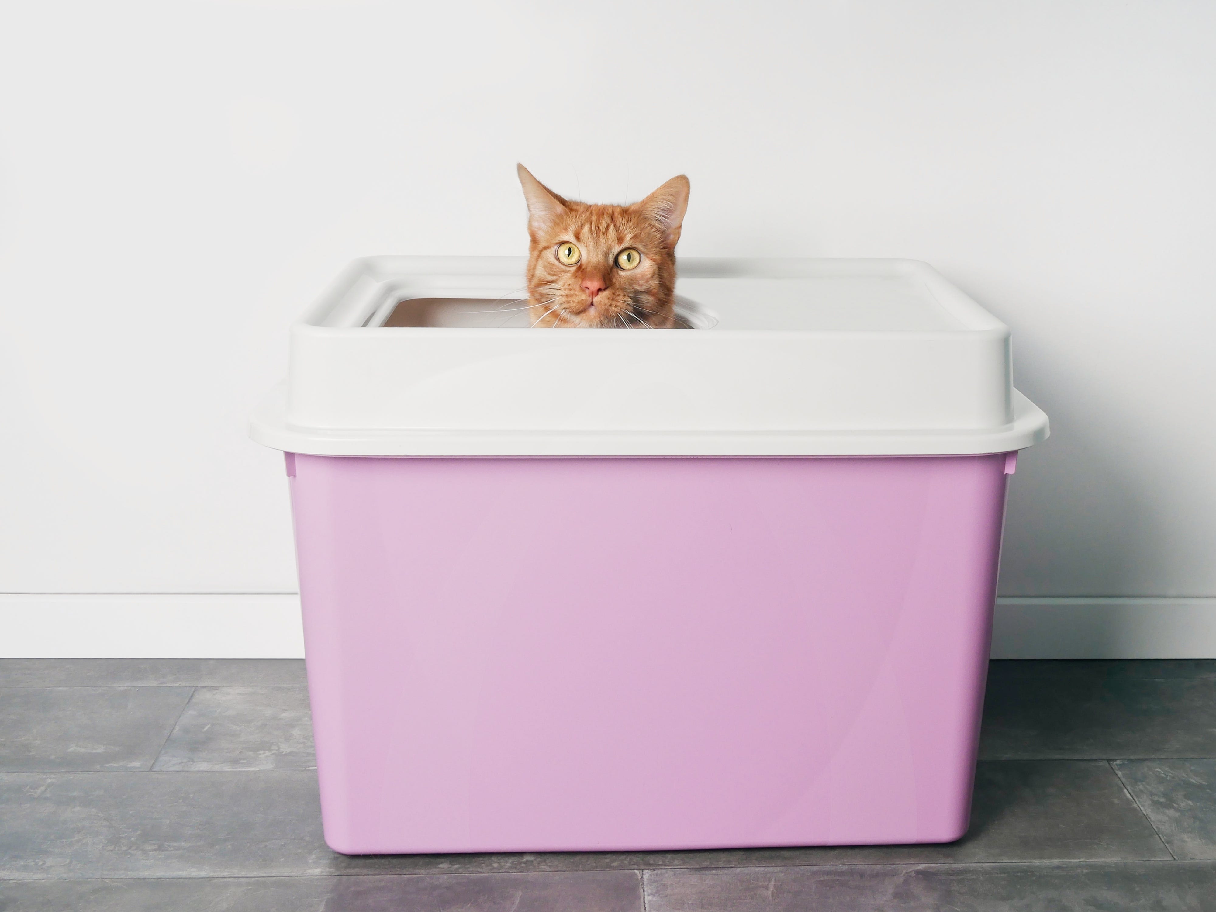 Will My Cat Use an Elevated Litter Box?