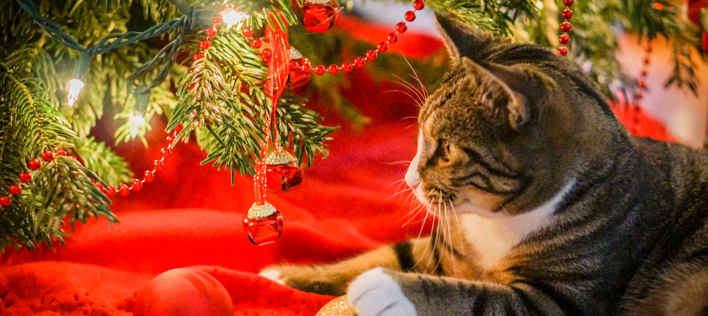 Trimming My Tiny Christmas Tree - Summer's Fabulous Cat Life