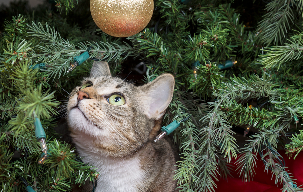 7 Tips for a CatProof Christmas Tree LitterRobot