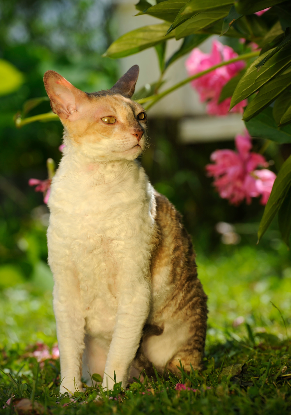 orange and white tabby Cornish Rex smelling flowers