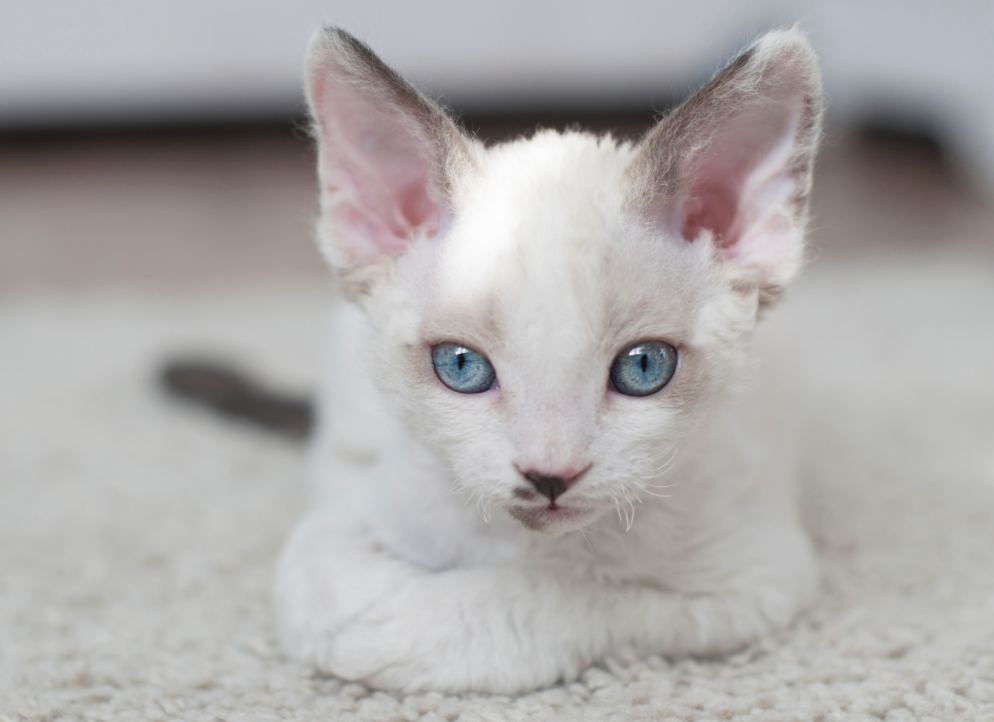 white Devon Rex kitten