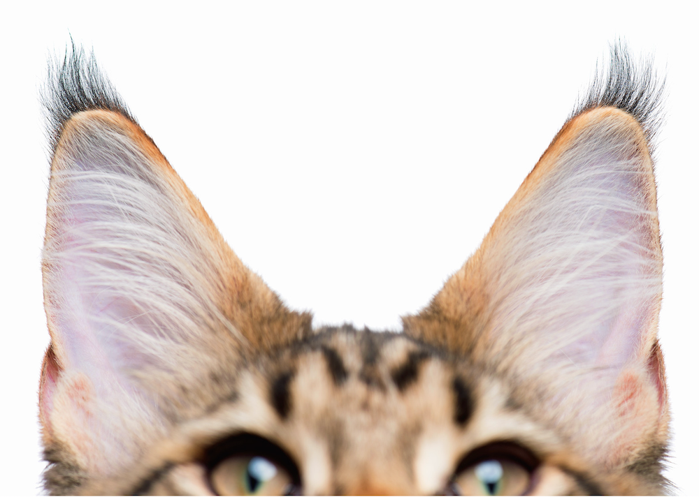 Cats Hair Tips Cats Hair Tips