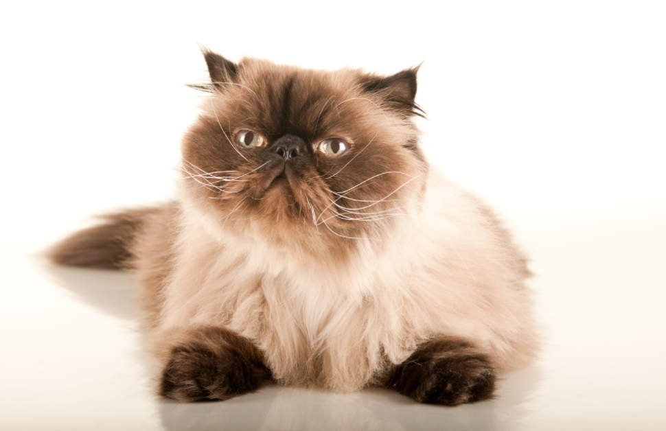 Luscious Locks: 14 Long-Haired Cat Breeds | Litter-Robot