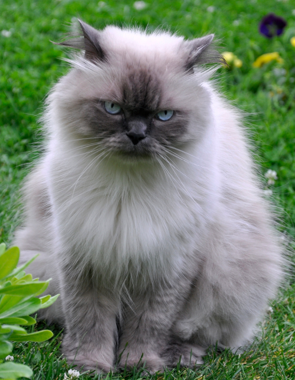 Himalayan cat sitting up in grass
