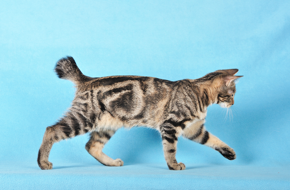 15 Small Cat Breeds That Are Kittens for Life