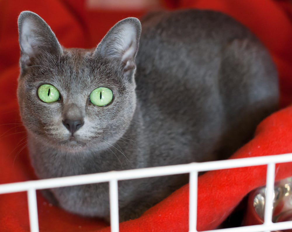 Cat Breeds At Risk of Extinction: The 13 most rare breeds of beautiful cat  in the world - including the gorgeous Korat cat breed