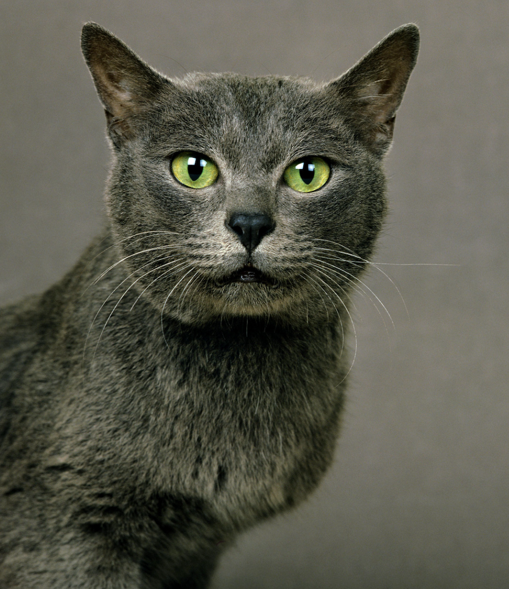 15 Grey Cat Breeds - Most Popular Gray Cats